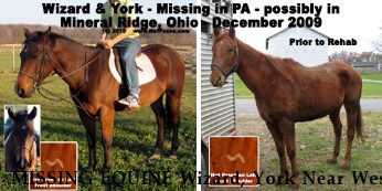 MISSING EQUINE Wizard, York Near West Middlesex, PA, 16159